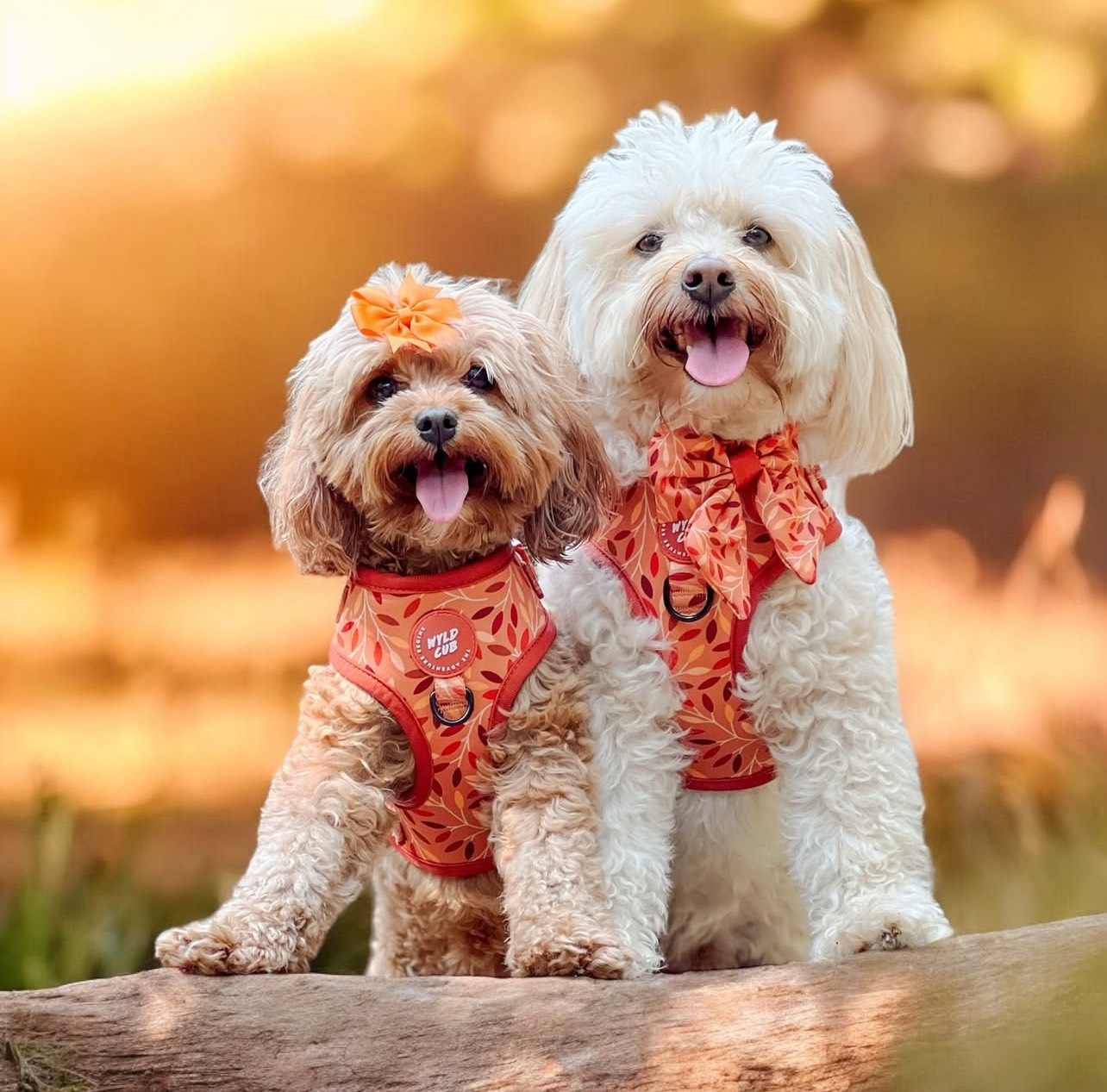Cavoodle Rescue Australia